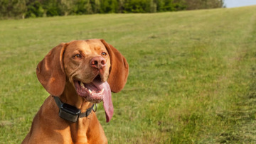 Τεχνολογική εταιρεία παρουσίασε κολάρο A.I. που υπόσχεται «συνομιλία» ανθρώπου-σκύλου σε πραγματικό χρόνο
