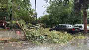 Προβλήματα από ισχυρό μπουρίνι στη Λαμία: Πτώσεις δέντρων και διακοπές ρεύματος