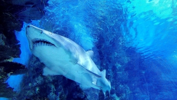 Τα σαγόνια του καρχαρία γίνονται λιγότερο απειλητικά εξαιτίας της ρύπανσης των ωκεανών 