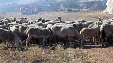 Παρατείνονται τα προληπτικά μέτρα για την ευλογιά των προβάτων στην Κρήτη, έως και την Δευτέρα 27 Οκτωβρίου