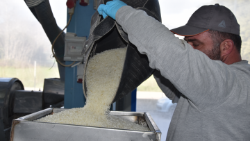 Πολύτιμα για τη Χίο τα «δάκρυα» του μαστιχόδεντρου - Μαστίχι αξίας 20 εκατ. ευρώ φέτος στους παραγωγούς 