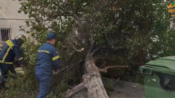 Πτώσεις δέντρων λόγω θυελλωδών ανέμων στην Αττική