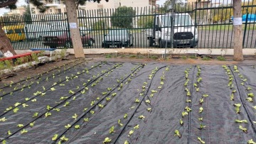 Λαχανόκηποι στα νηπιαγωγεία και τα δημοτικά από το ερχόμενο σχολικό έτος