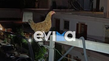 Εύβοια: Κότα ανέβηκε σε κολώνα της ΔΕΗ - Την απεγκλώβισαν εθελοντές