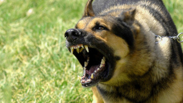 Απίστευτης αγριότητας επίθεση σκύλου σε 30χρονο: Αστυνομικοί έψαχναν να βρουν τα αυτιά του