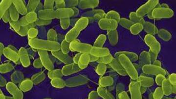 199 νέες μολύνσεις από το βακτήριο E.coli στη Γερμανία