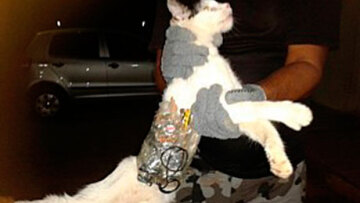 Βραζιλία: Συνέλαβαν….γάτα που «βοηθούσε» φυλακισμένους να αποδράσουν! 