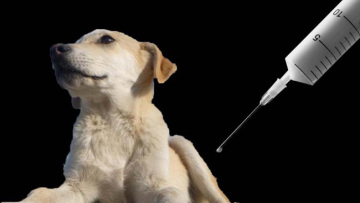 Αυξάνονται τα περιστατικά της λύσσας