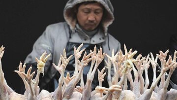 Ανησυχία για την γρίπη των πτηνών: Σφαγιάζουν τα πουλερικά στη Σανγκάη!