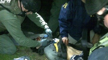 Δεν καταθέτει ακόμη ο Τσετσένος μακελάρης, εξαιτίας σοβαρής ζημιάς στη γλώσσα