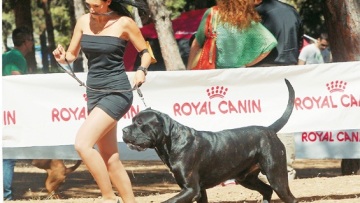 Στο μνημόσυνο της Φαίης, η αδελφή της έτρεχε σε καλλιστεία σκύλων!