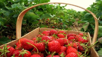 Οι παραγωγοί της Μανωλάδας θέλουν Έλληνες αλλά οι Ελληνες δεν θέλουν Μανωλάδα