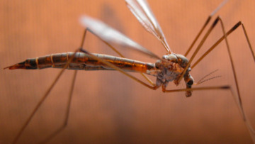 "Σύννεφο" τα κουνούπια σ΄όλη την Ελλάδα 