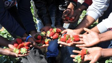 Kάμπινγκ... εργατών γης στη Μανωλάδα Ηλείας 