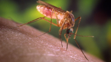 Μέχρι την πρώτη εβδομάδα του Νοεμβρίου θα «κυκλοφορεί» ο ιός του Δυτικού Νείλου 