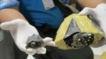 Ταϊλάνδη: Πακιστανός μετέφερε παράνομα 500 σπάνιες χελώνες