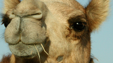 Σαουδική Αραβία: Καμήλα βρέθηκε θετική στον κορονοϊό MERS