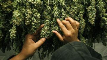 Πώς η μαριχουάνα θα μετατραπεί στην μεγαλύτερη βιομηχανία των ΗΠΑ