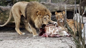 Βίντεο: Κατακραυγή για την ευθανασία καμηλοπάρδαλης στη Δανία