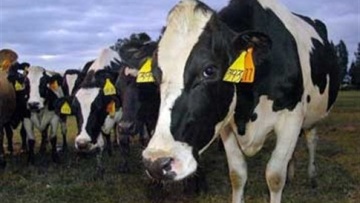 Φθιώτιδα: Από την Ολλανδία ήρθαν οι «τρελές αγελάδες» 