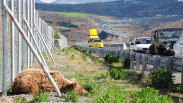 Θεσσαλονίκη: Η πρώτη νεκρή αρκούδα για φέτος (φωτογραφίες και βίντεο)