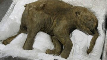 Σε μουσείο του Λονδίνου το πιο καλά διατηρημένο μαμούθ του κόσμου