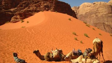 Σαουδική Αραβία: Αποφύγετε τις καμήλες λόγω MERS