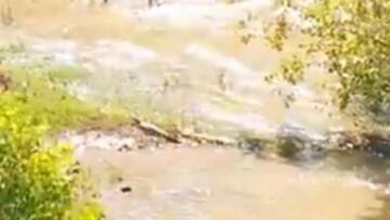 Βίντεο: Υπάρχει και δεύτερος κροκόδειλος στο Ρέθυμνο;