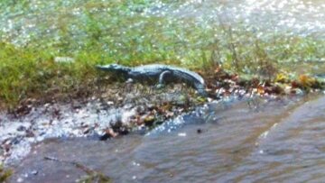 Δήμαρχος Ρεθύμνου: Ο κροκόδειλος δεν μπορεί να μείνει, αλλά θα τον μεταφέρουμε ζωντανό