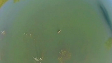 Ρέθυμνο: Δείτε τον κροκόδειλο να κολυμπάει στη λίμνη του Φράγματος των Ποταμών