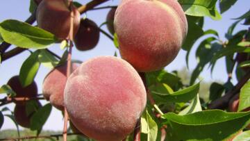 «Οδηγία» στους ξενοδόχους να προσφέρουν στους τουρίστες ελληνικά ροδάκινα