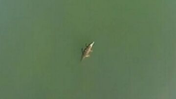 Υπομονή ένα μήνα ακόμη για τον «Σήφη» τον κροκόδειλο