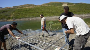 Ρέθυμνο: Νέες παγίδες για τον «Σήφη» τον κροκόδειλο που δεν... τσιμπάει