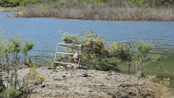 Ρέθυμνο: Δεν «τσιμπάει» το δόλωμα ο «Σήφης» ο κροκόδειλος