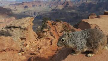 Έρευνα για το σκιουράκι που κλώτσησαν στον γκρεμό κάνει το Γκραντ Κάνιον