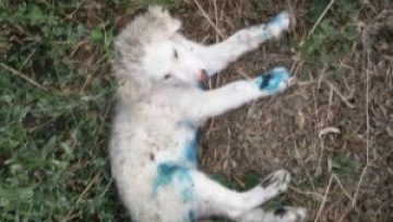 Νέα κτηνωδία στην Εύβοια: Έκαψαν με σίδερο σκυλάκι και το κρέμασαν σε δέντρο