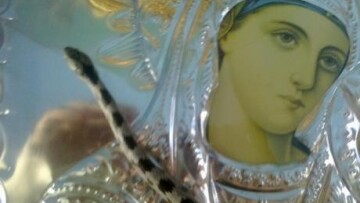 Κεφαλονιά: Πού πήγαν και δεν έχουν εμφανιστεί φέτος τα «φιδάκια της Παναγίας»;