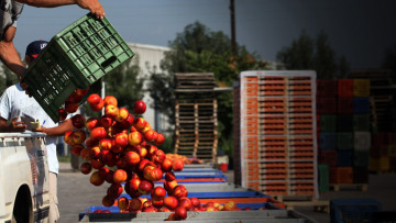 Τα ροδάκινα δεν περιλαμβάνονται στη λίστα των προϊόντων που αποζημιώνει η ΕΕ 