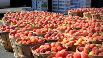 Ρωσία προς Ελλάδα για το εμπάργκο: Σας κάναμε ζημιά αλλά...