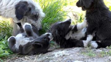 Καβάλα: Εγκατέλειψε κλειδωμένα σε διαμέρισμα έξι σκυλιά