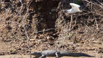 Αφού δεν μπορούν να τον πιάσουν, σκέφτονται πώς θα... «μαντρώσουν» τον «Σήφη»! 