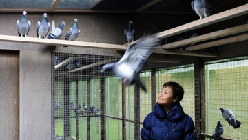 Είναι περιστέρι, το λένε «Μπολτ» και αξίζει $350.000!