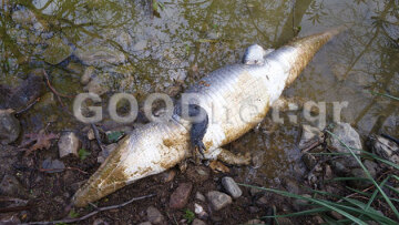 Κάνουν μέχρι και... κηδεία στον «Σήφη» 