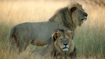 Σεσίλ: Παγκόσμια κατακραυγή για τη δολοφονία του πιο διάσημου λιονταριού