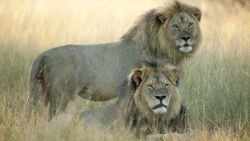 Παγκόσμιο σοκ: Σκότωσαν και τον αδελφό του Σεσίλ, τον Τζέρικο!