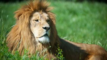 Δανία: Ζωολογικός κήπος καλεί παιδιά να δουν live τη νεκροτομή ενός λιονταριού