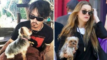 Σε δίκη η σύζυγος του Τζόνι Ντεπ για παράνομη εισαγωγή των δύο σκύλων τεριέ στην Αυστραλία