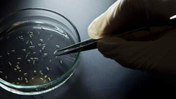 Οι Βρετανοί θα ψεκάζουν τα αεροσκάφη με εντομοκτόνα λόγω Ζίκα