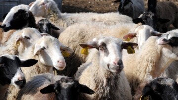 Ηράκλειο: Στο μαντρί γνωστού γνωστού ζωοκλέφτη βρέθηκαν τα κλεμμένα αρνιά