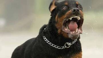 Κοζάνη: Τα σκυλιά πέταγαν στον αέρα τον 5χρονο